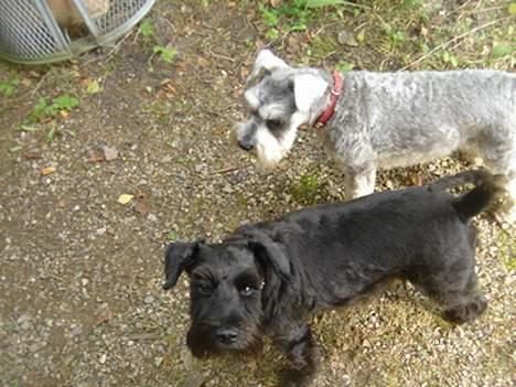 Dvaergschnauzer Bolette<3*død* rip. - Hvad venter vi på? Skal du hele tiden fotografere os? billede 5