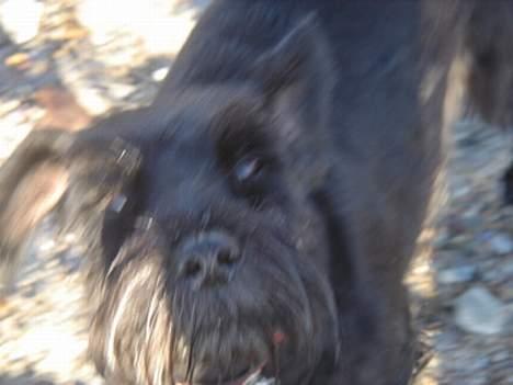 Dvaergschnauzer Bolette<3*død* rip. - Heej!! (Lidt dårlig kvalitet) billede 6