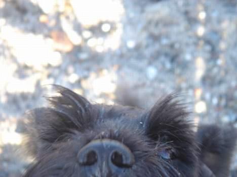 Dvaergschnauzer Bolette<3*død* rip. - Når man er en lille hund kan man kun komme lidt med på billederne! ;) billede 7