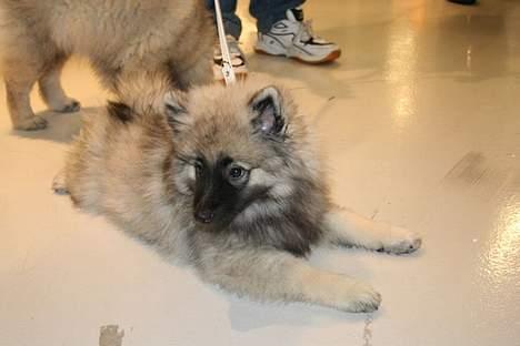 Keeshond Ciris - I dag kommer jeg hjem til lille bror billede 1