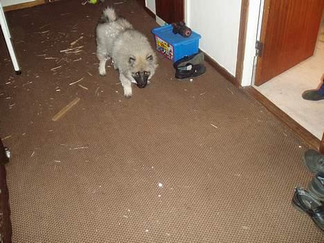 Keeshond Ciris - Jeg er på vej ind til far billede 2