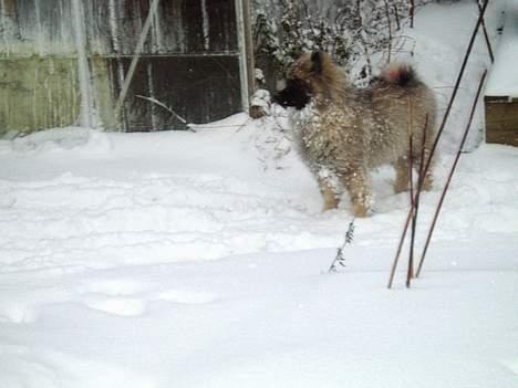 Keeshond Ciris - Jeg er ud i sneen, jeg elsker sneen.  billede 3