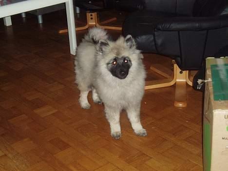 Keeshond Ciris - Jeg er inde i stuen. billede 4