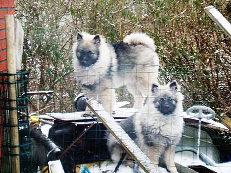 Keeshond Ciris - det er mig der er står højst, vi var løbet ud af vores indhegning. billede 5