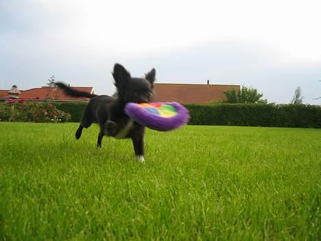 Chihuahua Fie - YEEHAAAA billede 1