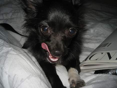 Chihuahua Fie - Far jeg er lidt sulten:P billede 2