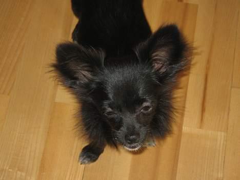 Chihuahua Fie - Lidt træt...... billede 3