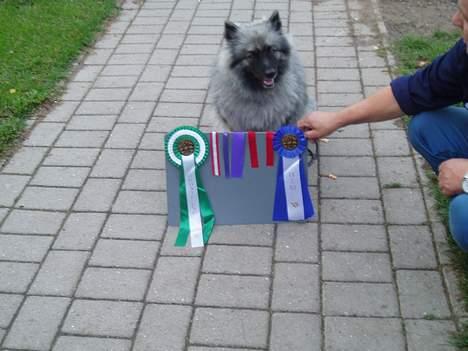 Keeshond Ciris - Den dag far og mor var rigtigt stolte af mig billede 6