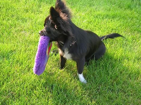 Chihuahua Fie billede 4