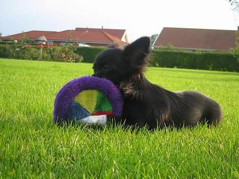 Chihuahua Fie billede 5