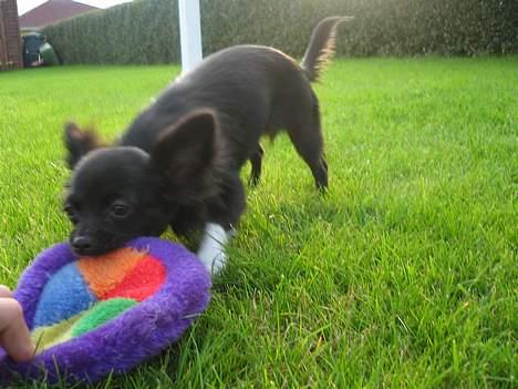 Chihuahua Fie - Hey du, hit med den. billede 6