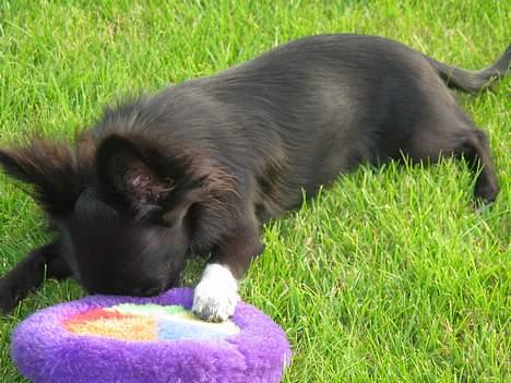 Chihuahua Fie - Go at gemme sig bag billede 7