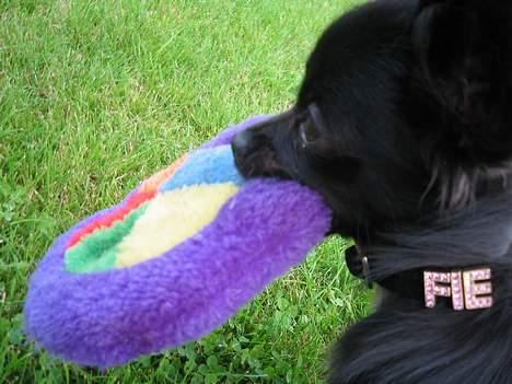 Chihuahua Fie - Se mit fine halsbånd billede 8