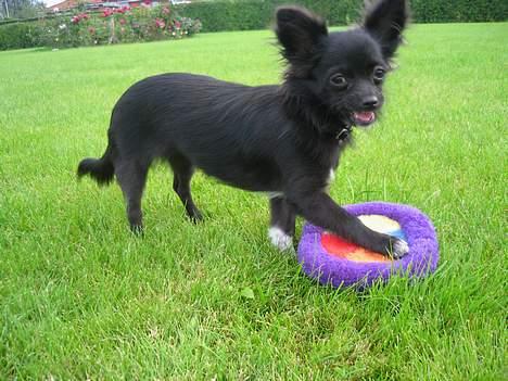 Chihuahua Fie - MIN!! billede 9