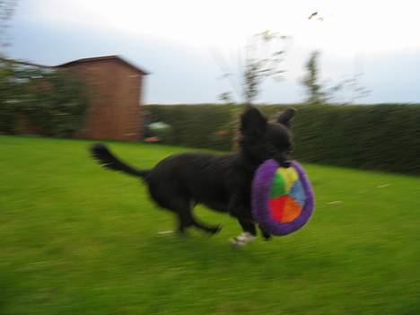 Chihuahua Fie - Sikke det går billede 10