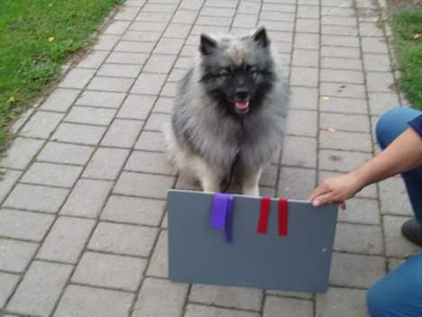 Keeshond Charlie - Den dag far og mor var stolte af mig. billede 6