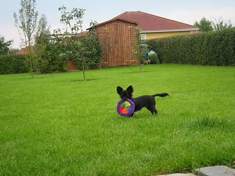 Chihuahua Fie - Meget lille billede 11