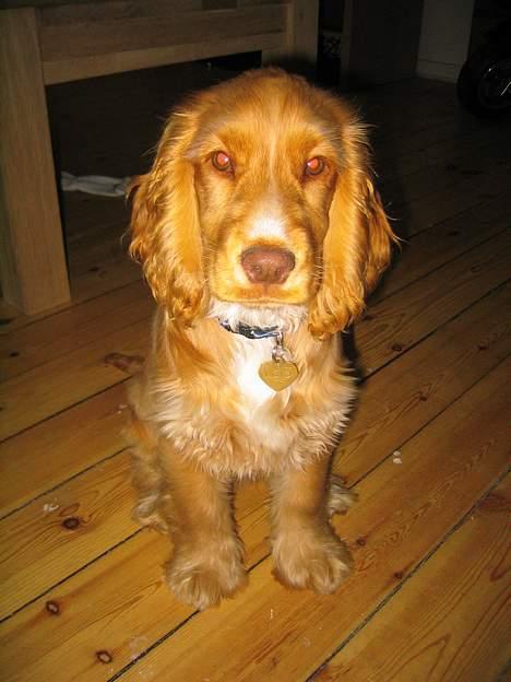 Cocker spaniel Nala billede 1