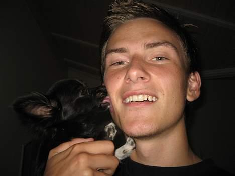 Chihuahua Fie - Tak til far efter den meget lange photoshoot!:P billede 12