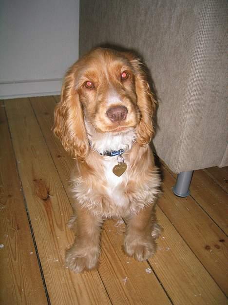 Cocker spaniel Nala billede 2