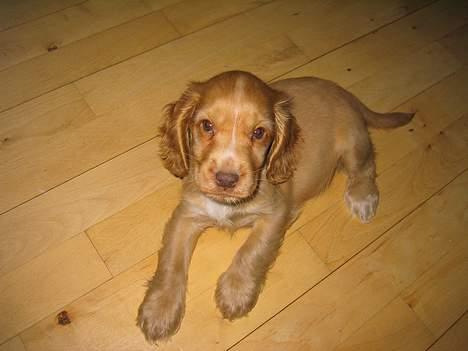 Cocker spaniel Nala billede 3