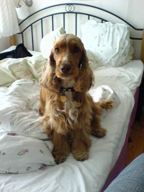 Cocker spaniel Nala billede 4