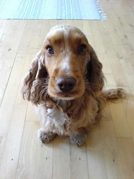 Cocker spaniel Nala billede 5