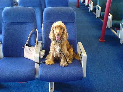 Cocker spaniel Nala billede 6