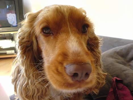 Cocker spaniel Nala billede 7