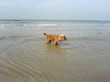 Cocker spaniel Nala billede 8