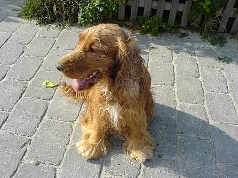 Cocker spaniel Nala billede 9