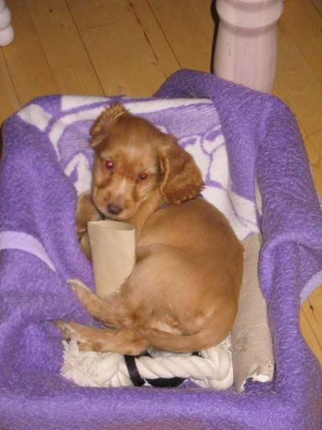 Cocker spaniel Nala billede 10