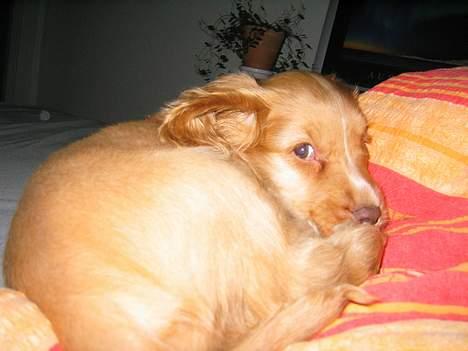 Cocker spaniel Nala billede 11