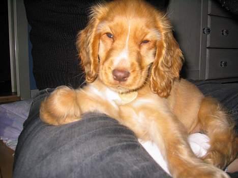 Cocker spaniel Nala billede 12