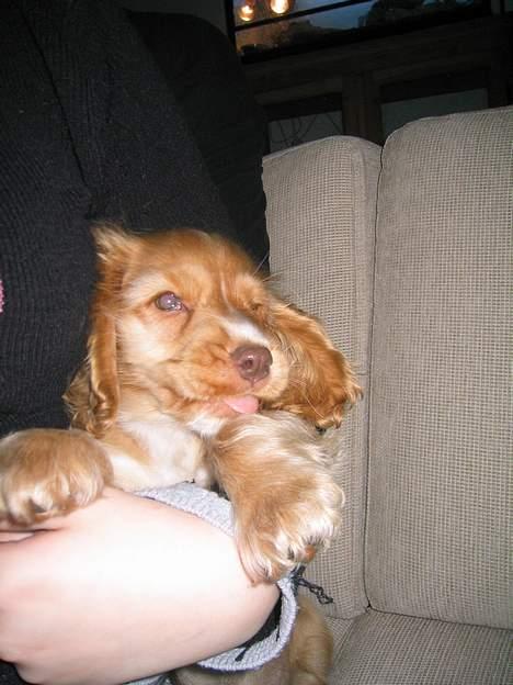 Cocker spaniel Nala billede 13