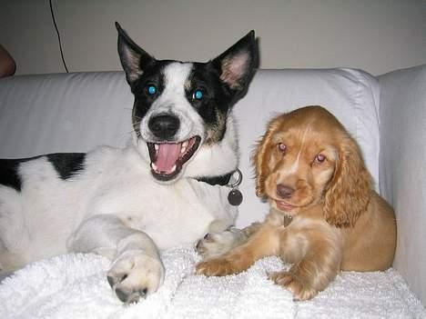 Cocker spaniel Nala billede 14