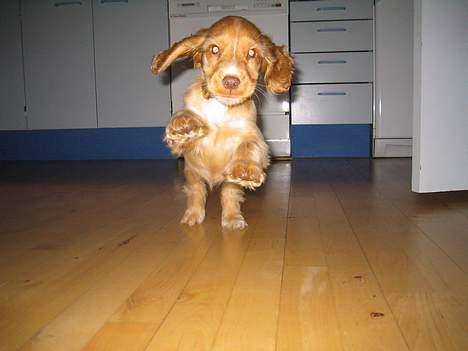 Cocker spaniel Nala billede 15