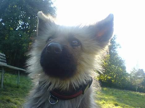 Schæferhund Chilli (aflivet) billede 1