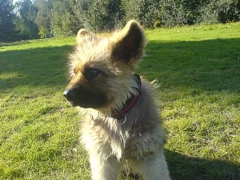 Schæferhund Chilli (aflivet) billede 2