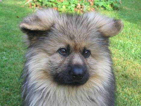 Schæferhund Chilli (aflivet) billede 3