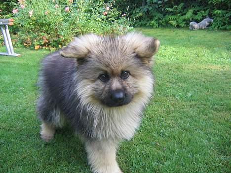 Schæferhund Chilli (aflivet) billede 4