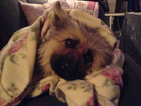 Schæferhund Chilli (aflivet) billede 5