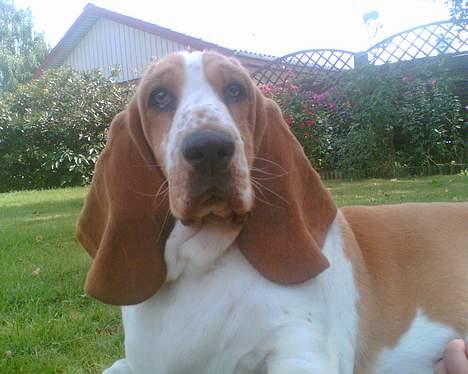 Basset hound Miss Piggy - Piggy ude i haven, ligger og er opmærksom billede 1