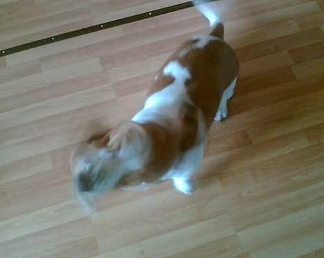 Basset hound Miss Piggy - Så skal mulen rystes billede 2