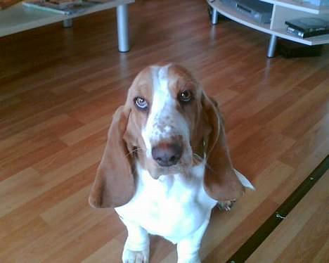 Basset hound Miss Piggy - Og sitte kan tøsen også :) billede 3