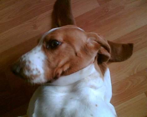 Basset hound Miss Piggy - Nåhr.. jeg elsker dette billede billede 4