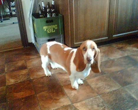 Basset hound Miss Piggy - "Må jeg få flere kiks, mor?" billede 5