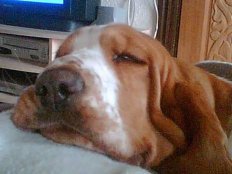 Basset hound Miss Piggy - Et rigtigt bassetøjeblik billede 6