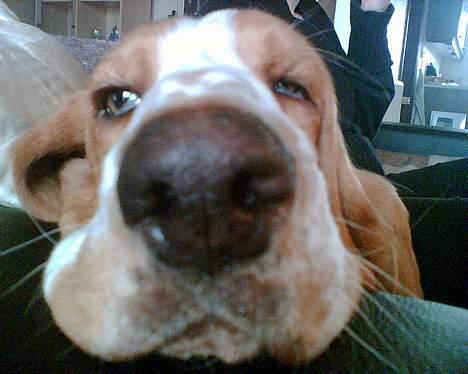 Basset hound Miss Piggy - er hun ikke bare fotogen?? hehe  billede 7