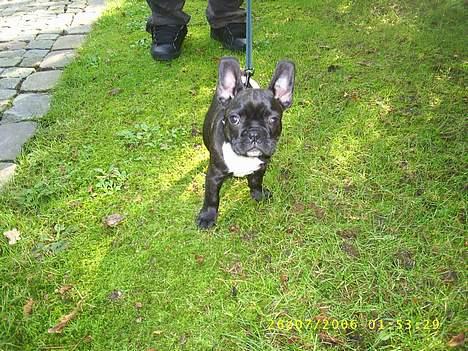 Fransk bulldog Rocky - R.I.P :'( <3 billede 3